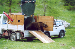 Wiederansiedlung im Rahmen des Projektes Life Ursus im Trentino © Servizio Foreste e Fauna