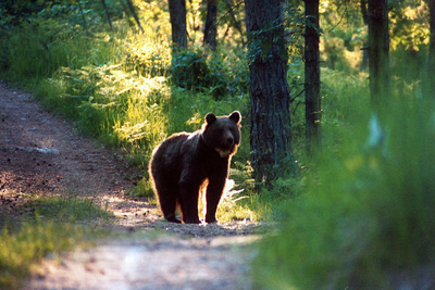 Bärenbegegung (© Servizio Foreste e Fauna TN)